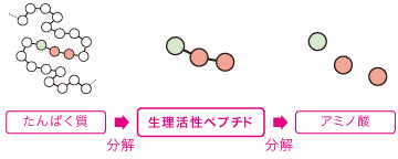 生理活性ペプチド
