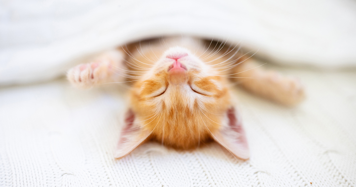 獣医師監修】猫の睡眠時間は何時間？寝かしつける方法も解説【猫の育て