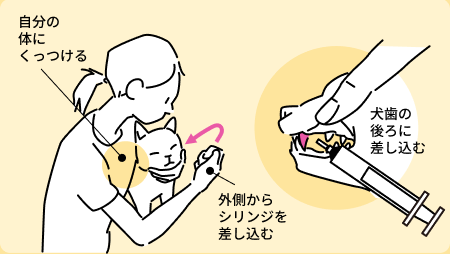 シリンジを犬歯の後ろに差し込む